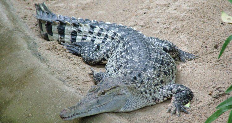 Crocodylus novaeguineae mindorensis