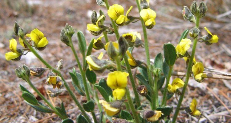 Crotalaria avonensis