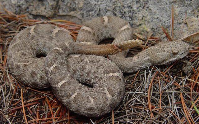 Crotalus willardi obscurus