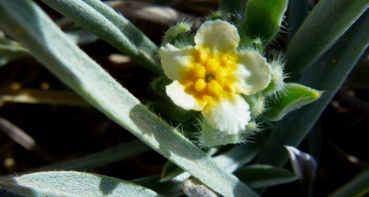 Cryptantha crassipes