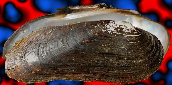Cumberlandia monodonta