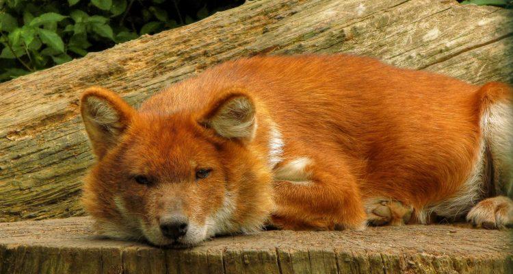 Cuon alpinus