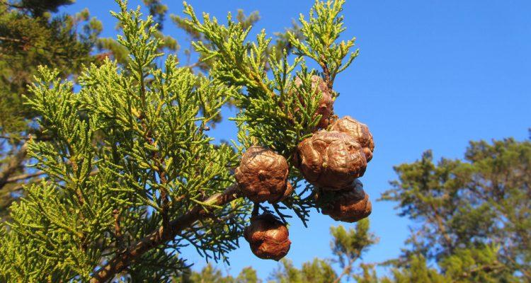 Cupressus abramsiana