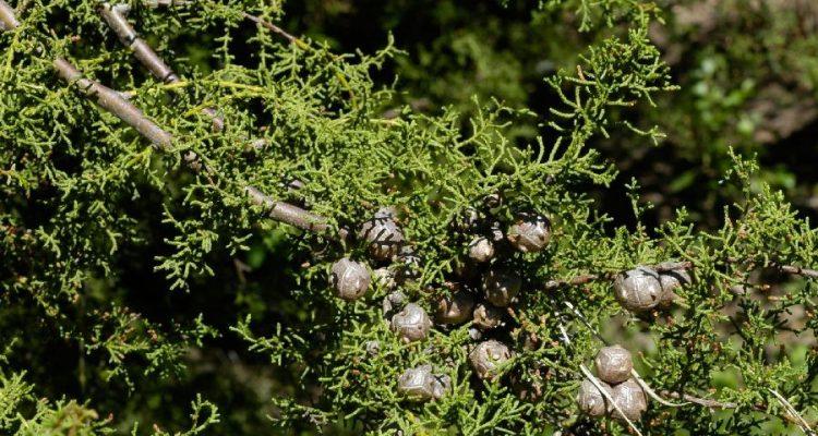 Cupressus goveniana ssp. goveniana