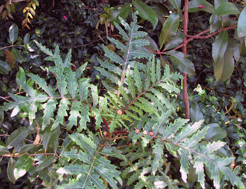 Cyanea asplenifolia