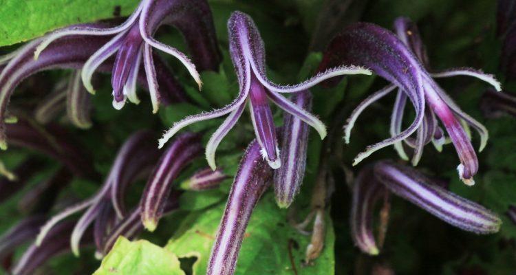 Cyanea crispa