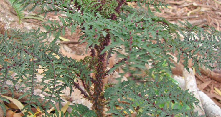 Cyanea duvalliorum