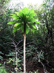 Cyanea glabra