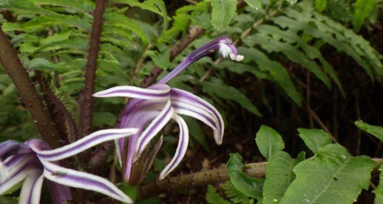 Cyanea grimesiana ssp. obatae