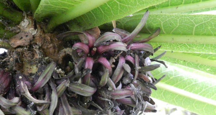 Cyanea hamatiflora ssp. carlsonii