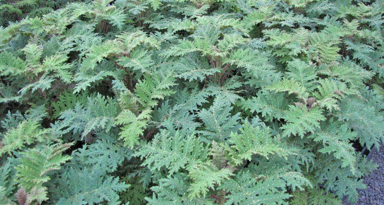 Cyanea horrida