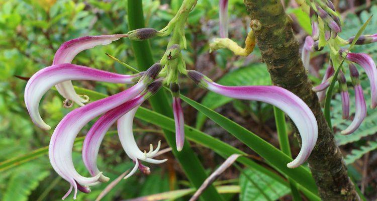 Cyanea humboldtiana