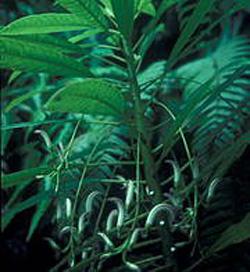 Cyanea kolekoleensis