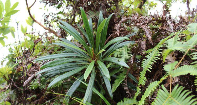 Cyanea koolauensis
