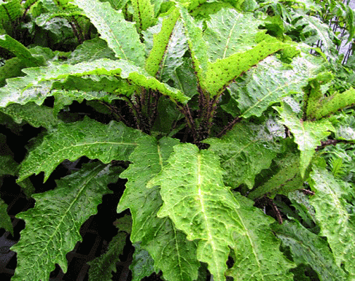 Cyanea kunthiana