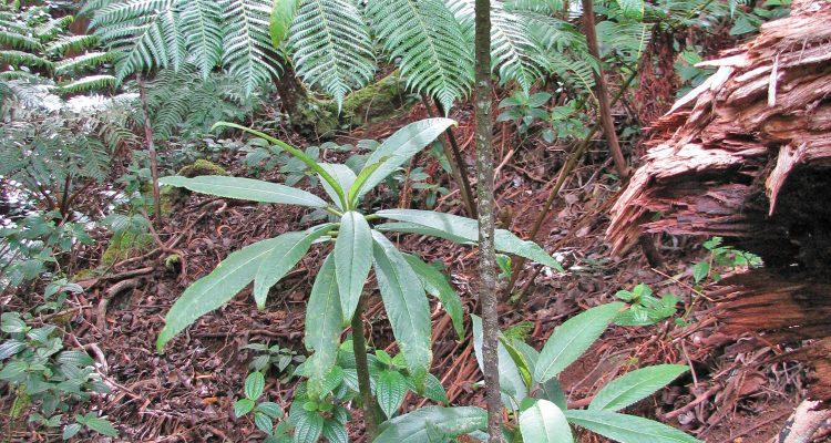 Cyanea lanceolata
