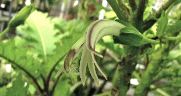 Cyanea lobata