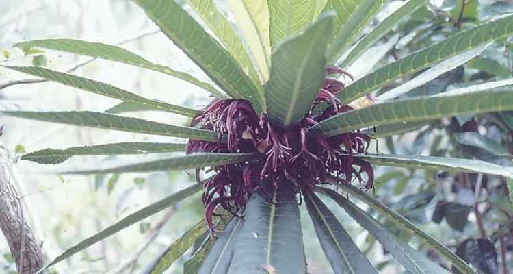 Cyanea longiflora