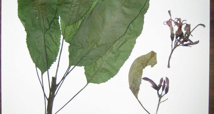 Cyanea mannii