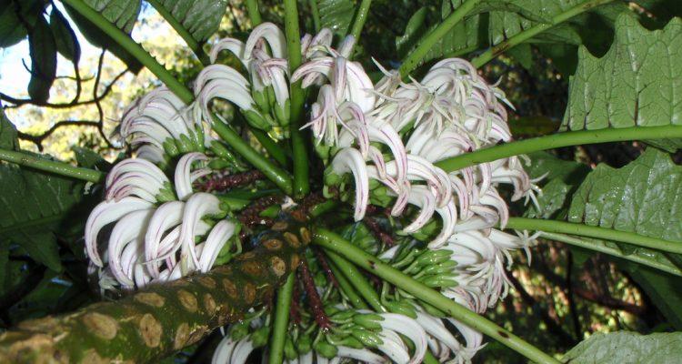 Cyanea maritae