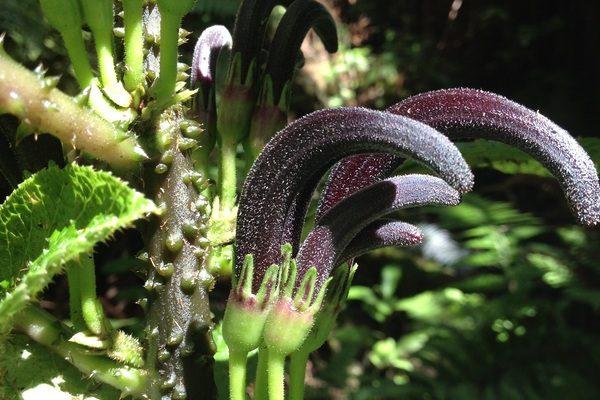 Cyanea marksii