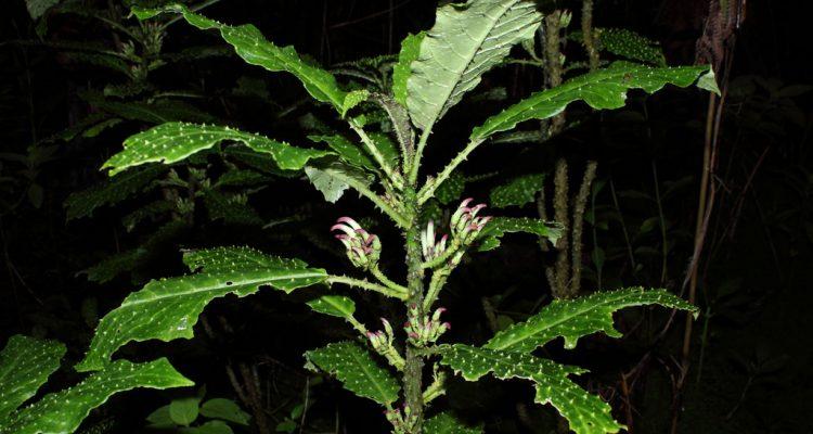 Cyanea platyphylla