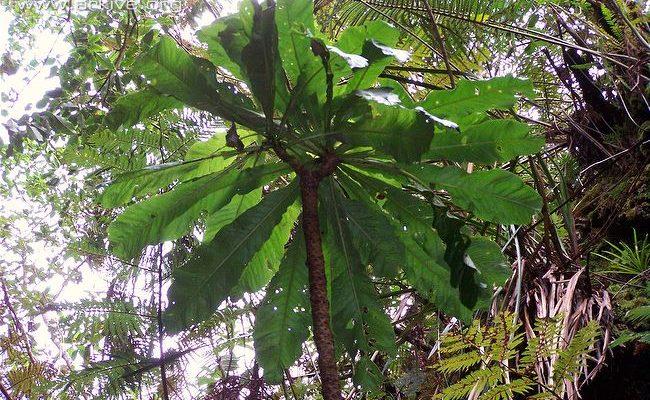 Cyanea procera