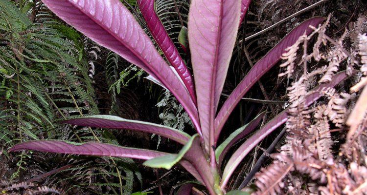 Cyanea purpurellifolia