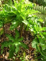 Cyanea recta