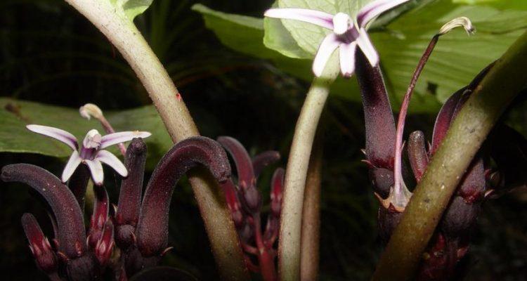 Cyanea remyi