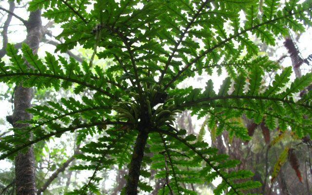 Cyanea shipmanii