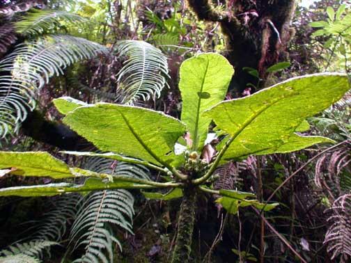Cyanea solanacea