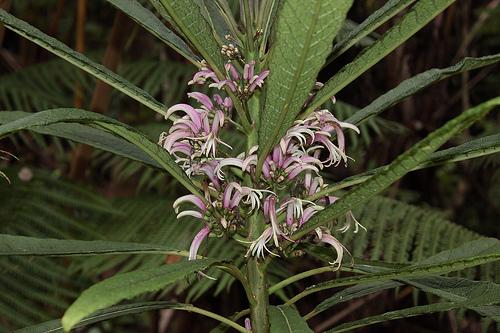 Cyanea stictophylla