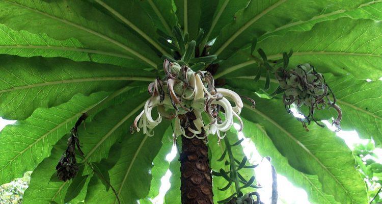 Cyanea superba