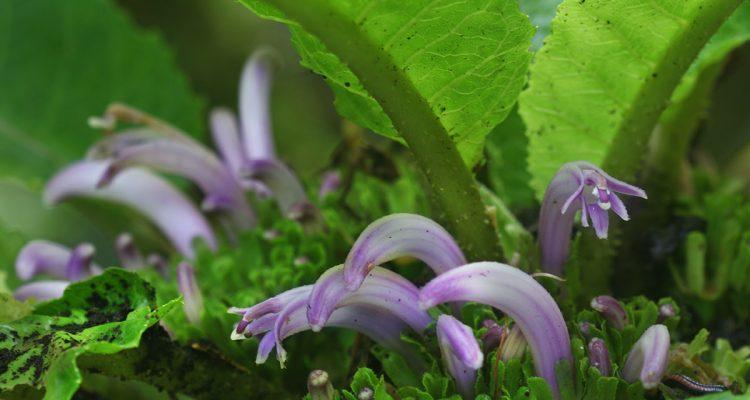 Cyanea truncata