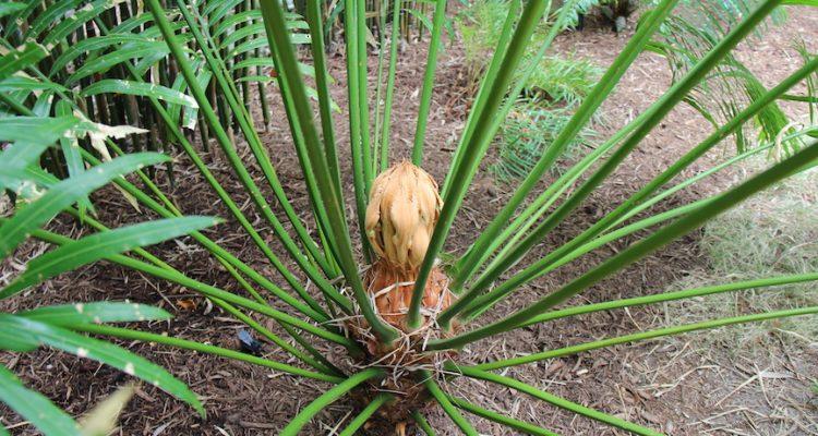Cycas micronesica