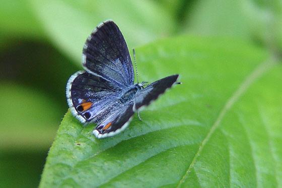 Cyclargus ammon