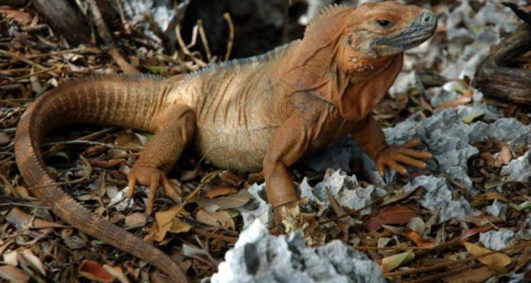 Cyclura collei