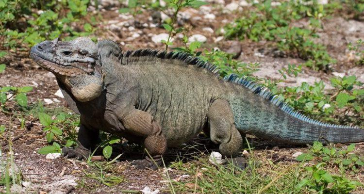 Cyclura stejnegeri
