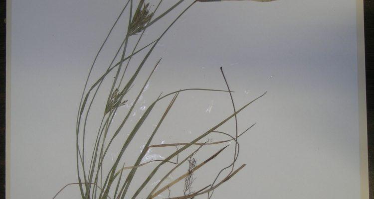 Cyperus fauriei