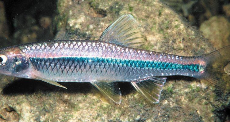 Cyprinella caerulea