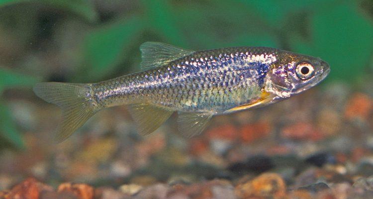 Cyprinella formosa