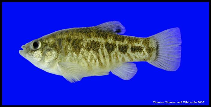 Cyprinodon bovinus