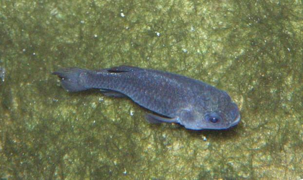 Cyprinodon diabolis