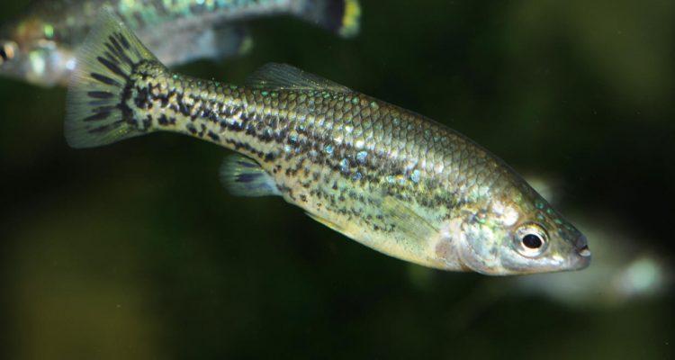 Cyprinodon macularius