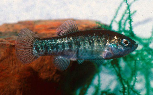 Cyprinodon nevadensis pectoralis