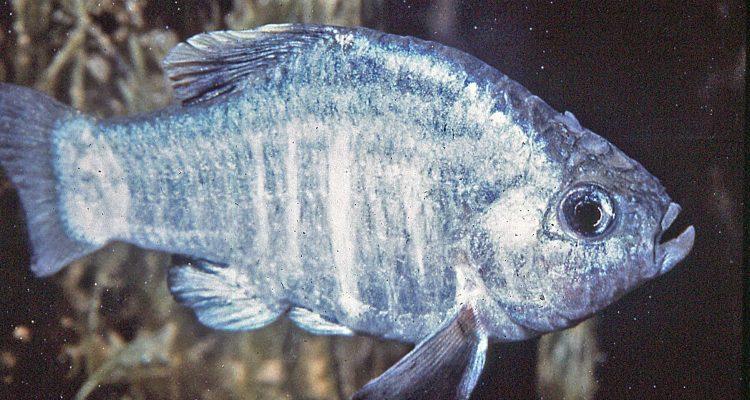Cyprinodon radiosus