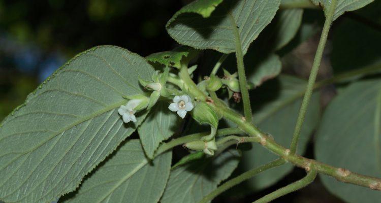 Cyrtandra dentata