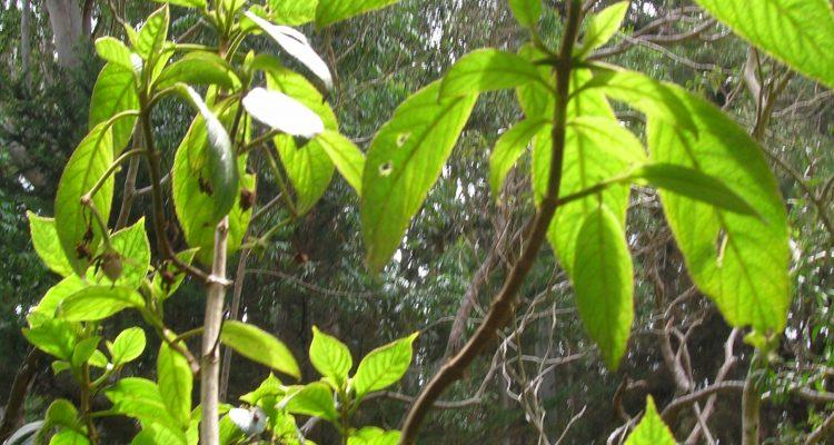 Cyrtandra ferripilosa