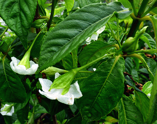 Cyrtandra filipes